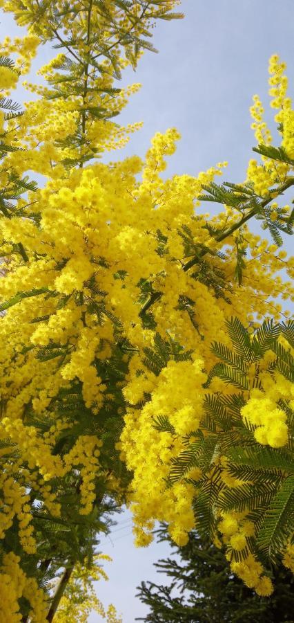 Locazione Mimosa Con Giardino Villa Ostellato Exterior photo